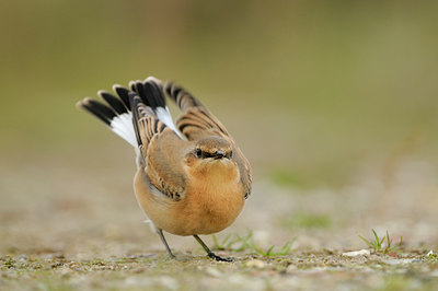 BUITEN BEELD Foto: 143641