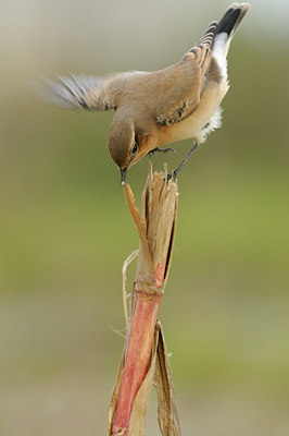 BUITEN BEELD Foto: 143642