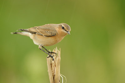 BUITEN BEELD Foto: 143643