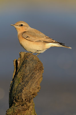 BUITEN BEELD Foto: 143681
