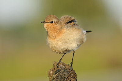 BUITEN BEELD Foto: 143682