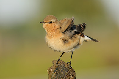 BUITEN BEELD Foto: 143683