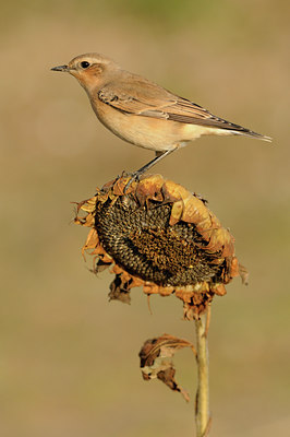 BUITEN BEELD Foto: 143688