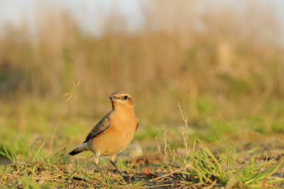 BUITEN BEELD Foto: 143690