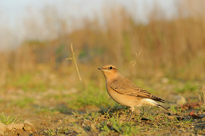BUITEN BEELD Foto: 143691