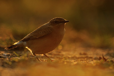 BUITEN BEELD Foto: 143692
