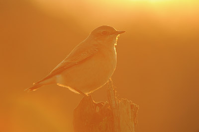 BUITEN BEELD Foto: 143693