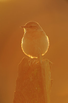 BUITEN BEELD Foto: 143695