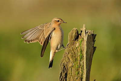 BUITEN BEELD Foto: 143698