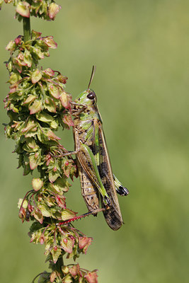 BUITEN BEELD Foto: 143816
