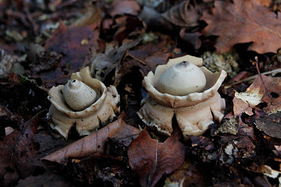 BUITEN BEELD Foto: 143818
