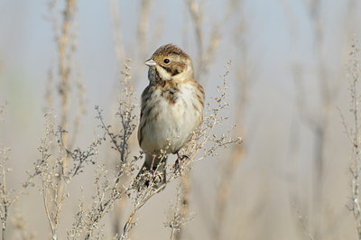 BUITEN BEELD Foto: 143821