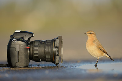 BUITEN BEELD Foto: 143829