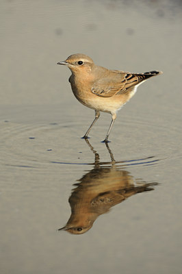 BUITEN BEELD Foto: 143831