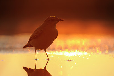 BUITEN BEELD Foto: 143835