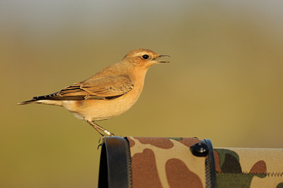 BUITEN BEELD Foto: 143851