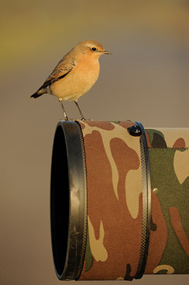 BUITEN BEELD Foto: 143852