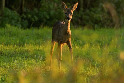 BUITEN BEELD Foto: 143876