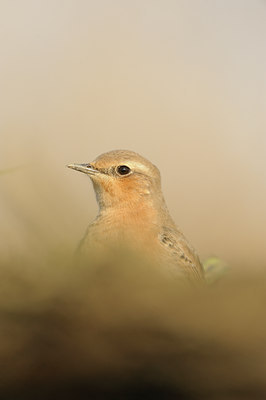 BUITEN BEELD Foto: 143893