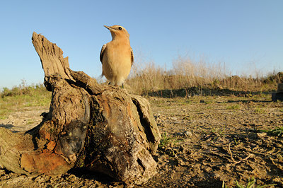 BUITEN BEELD Foto: 143895