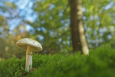 BUITEN BEELD Foto: 143899