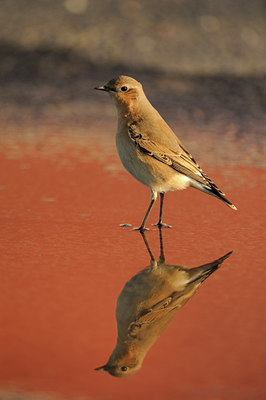 BUITEN BEELD Foto: 143926