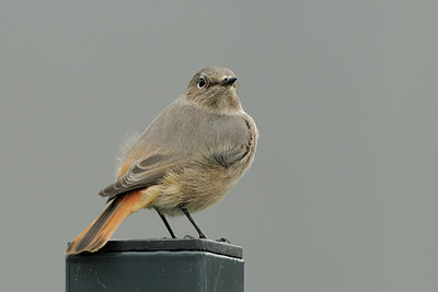 BUITEN BEELD Foto: 143929