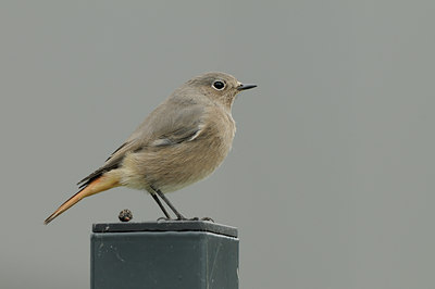 BUITEN BEELD Foto: 143930