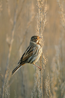 BUITEN BEELD Foto: 143932