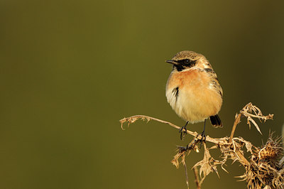 BUITEN BEELD Foto: 143933