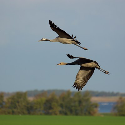 BUITEN BEELD Foto: 143955