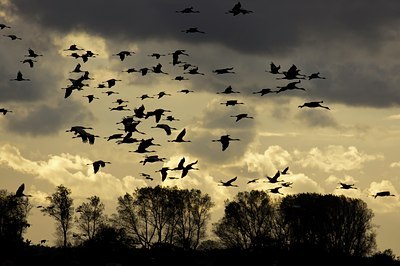 BUITEN BEELD Foto: 143957