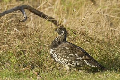 BUITEN BEELD Foto: 143964