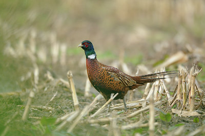 BUITEN BEELD Foto: 143980