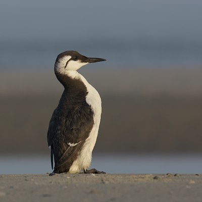 BUITEN BEELD Foto: 143993