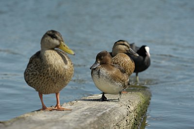 BUITEN BEELD Foto: 144012