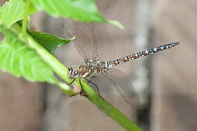 BUITEN BEELD Foto: 144044