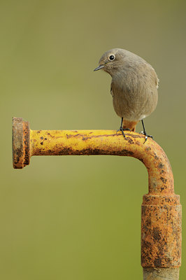 BUITEN BEELD Foto: 144071
