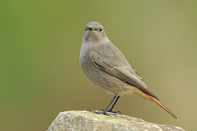 BUITEN BEELD Foto: 144072