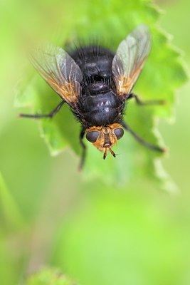 BUITEN BEELD Foto: 144139