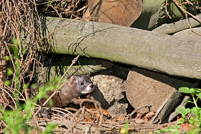 BUITEN BEELD Foto: 144149