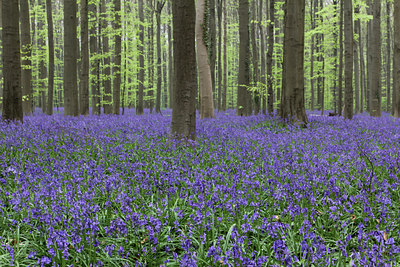 BUITEN BEELD Foto: 144178