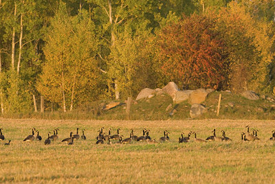 BUITEN BEELD Foto: 144185