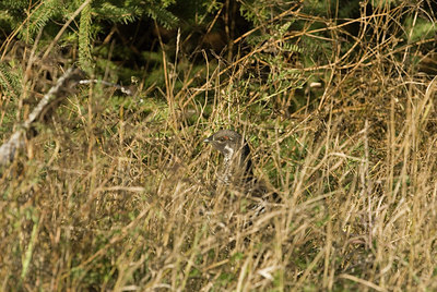 BUITEN BEELD Foto: 144190