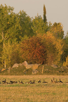 BUITEN BEELD Foto: 144194