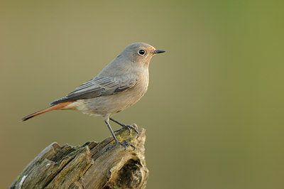 BUITEN BEELD Foto: 144211