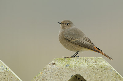 BUITEN BEELD Foto: 144217