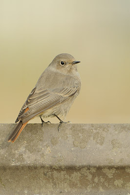 BUITEN BEELD Foto: 144224