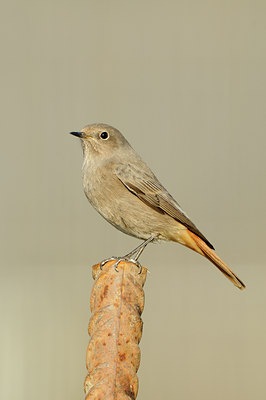 BUITEN BEELD Foto: 144226