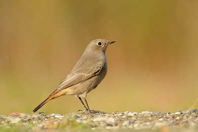 BUITEN BEELD Foto: 144230